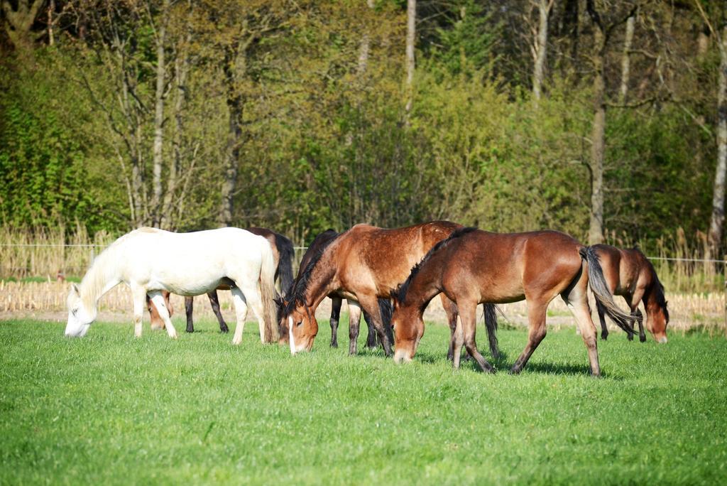 Filippus Vakantiehoeve Maldegem Luaran gambar