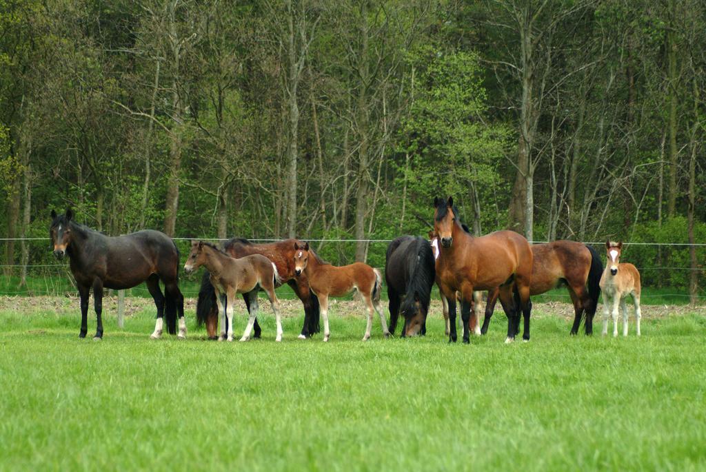Filippus Vakantiehoeve Maldegem Luaran gambar